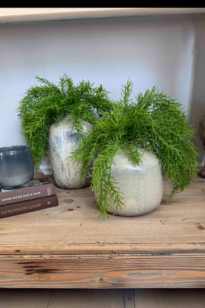 Asparagus Fern in Textured Ceramic Vases RTfact Flowers 