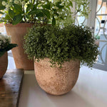 Mind Your Own Business in a Terracotta Pot RTfact Flowers 