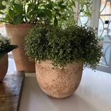 Mind Your Own Business in a Terracotta Pot RTfact Flowers 