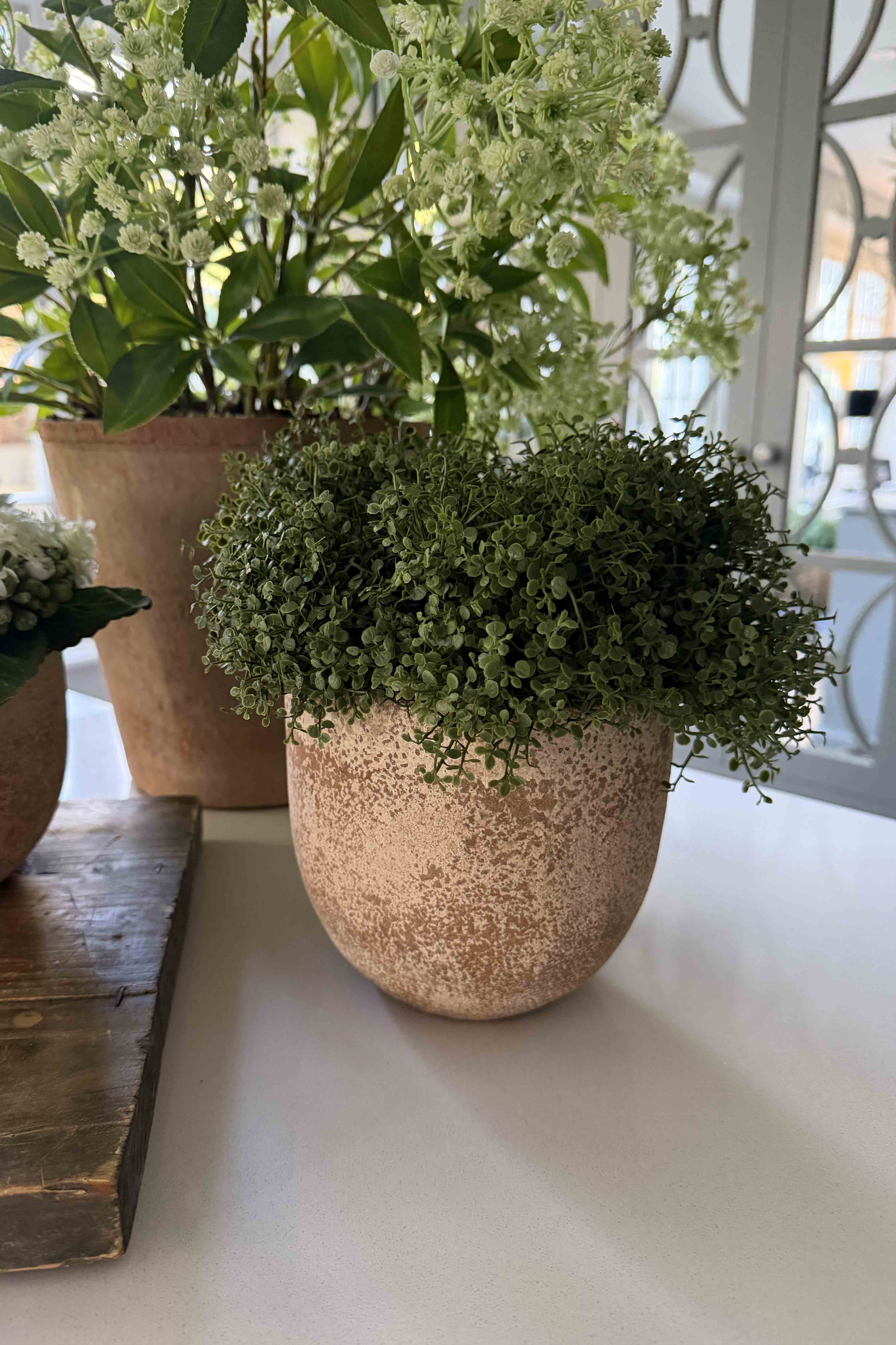 Mind Your Own Business in a Terracotta Pot RTfact Flowers 