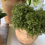 Mind Your Own Business in a Terracotta Pot RTfact Flowers 