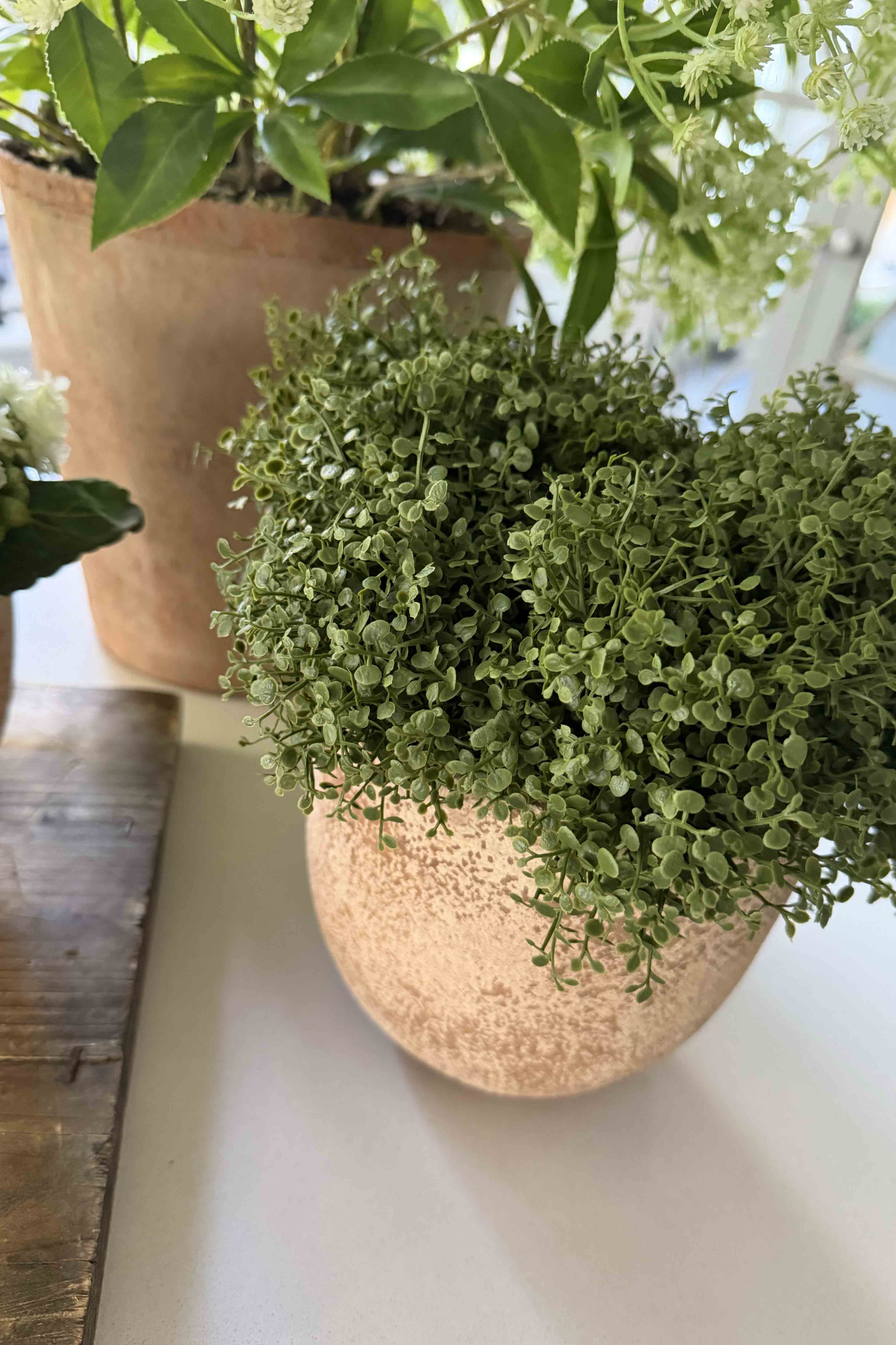 Mind Your Own Business in a Terracotta Pot RTfact Flowers 