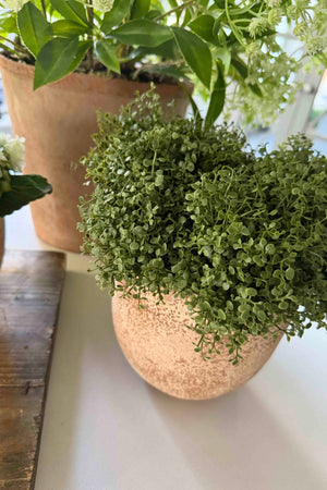 Mind Your Own Business in a Terracotta Pot RTfact Flowers 