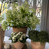 Mind Your Own Business in a Terracotta Pot RTfact Flowers 