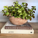 Crassula in Organic Terracotta Bowl RTfact Flowers 