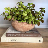 Crassula in Organic Terracotta Bowl RTfact Flowers 