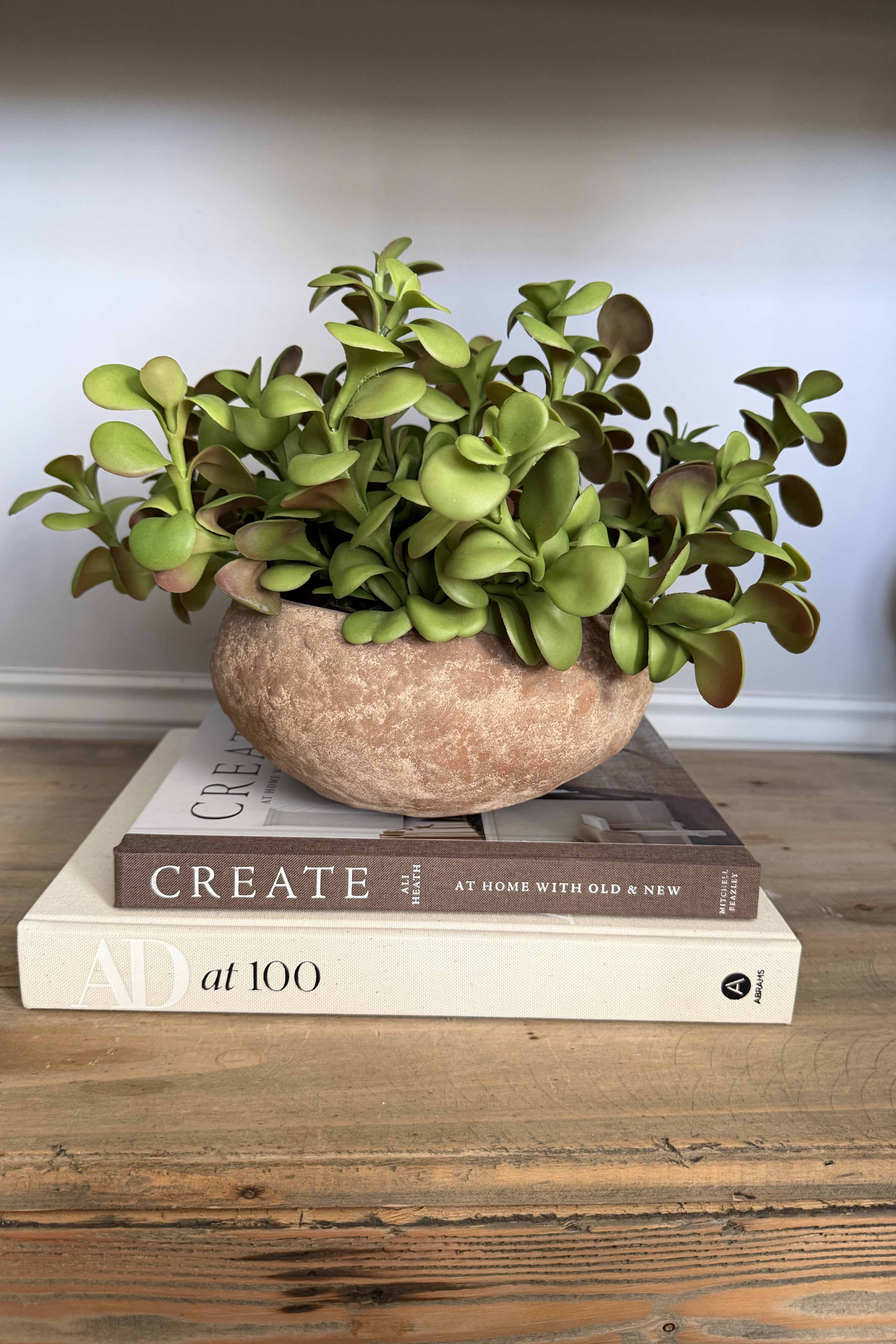Crassula in Organic Terracotta Bowl RTfact Flowers 