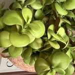 Crassula in Organic Terracotta Bowl RTfact Flowers 