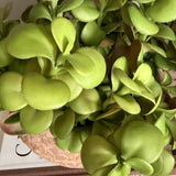 Crassula in Organic Terracotta Bowl RTfact Flowers 