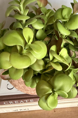 Crassula in Organic Terracotta Bowl RTfact Flowers 