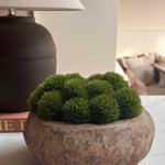 Dianthus in a Terracotta Bowl RTfact Flowers 