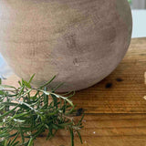 Parsley in a Terracotta Pot RTfact Flowers 