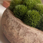 Dianthus in a Terracotta Bowl RTfact Flowers 