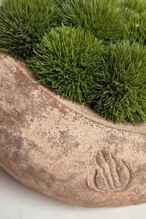 Dianthus in a Terracotta Bowl RTfact Flowers 