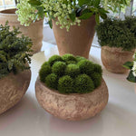Dianthus in a Terracotta Bowl RTfact Flowers 