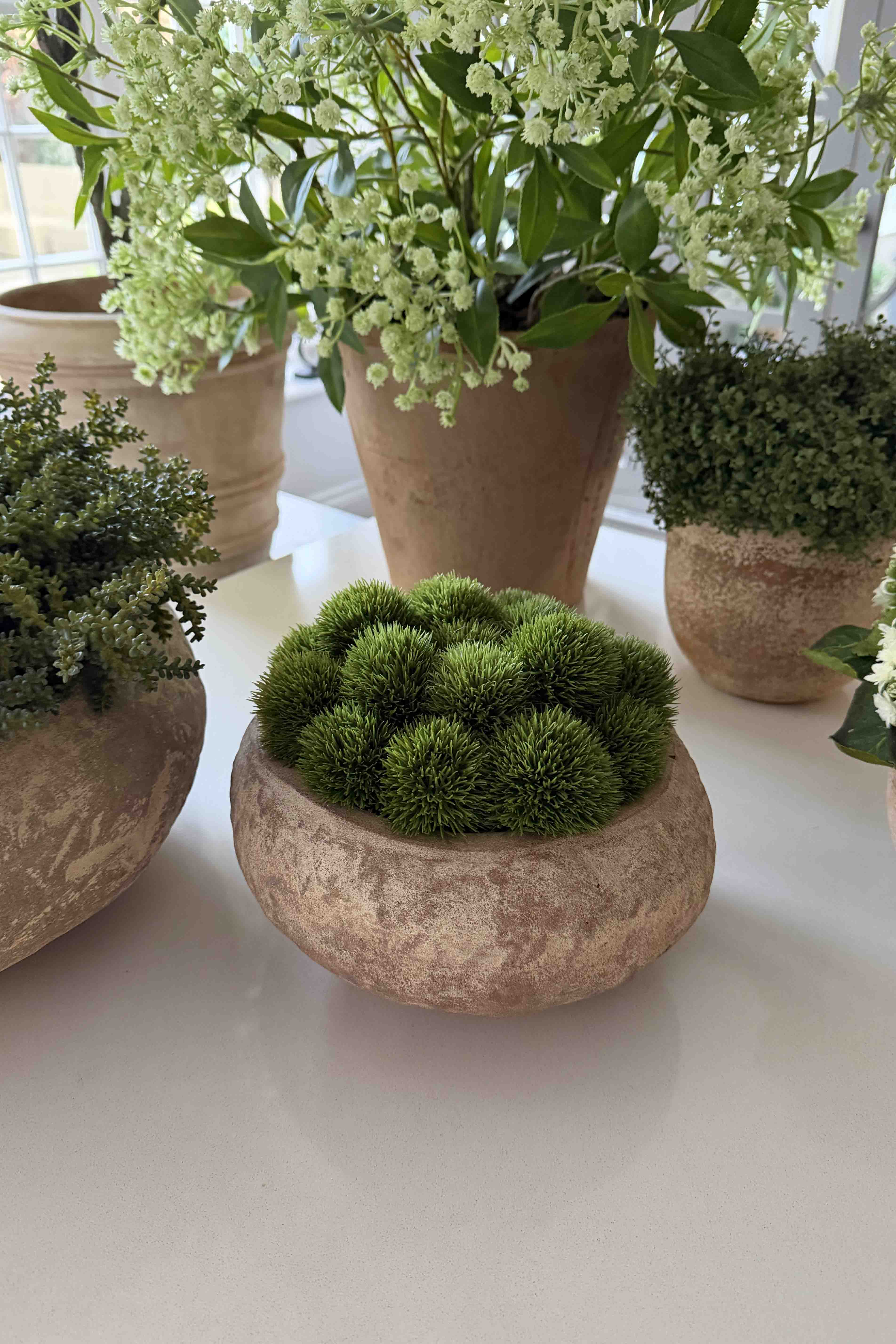 Dianthus in a Terracotta Bowl RTfact Flowers 
