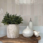 Mini Plant in a Pale Stone Pot RTfact Flowers 