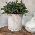 Mini Plant in a Pale Stone Pot RTfact Flowers 