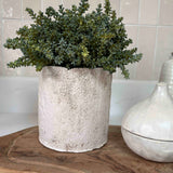 Mini Plant in a Pale Stone Pot RTfact Flowers 