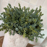 Mini Plant in a Pale Stone Pot RTfact Flowers 