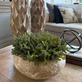 Mini Plant in a Terracotta Bowl RTfact Flowers 