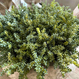 Mini Plant in a Terracotta Bowl RTfact Flowers 