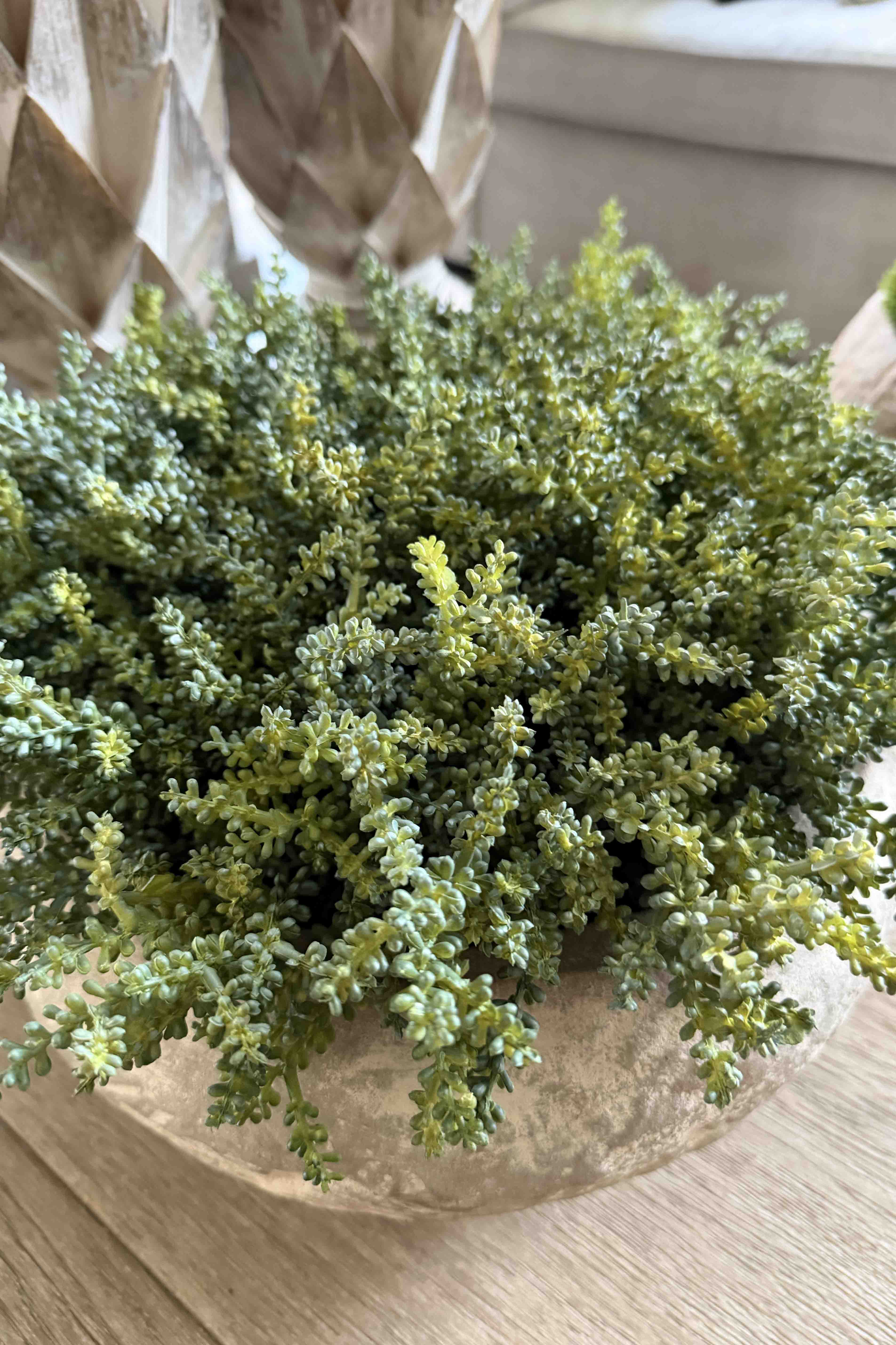 Mini Plant in a Terracotta Bowl RTfact Flowers 