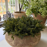 Mini Plant in a Terracotta Bowl RTfact Flowers 