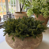 Mini Plant in a Terracotta Bowl RTfact Flowers 