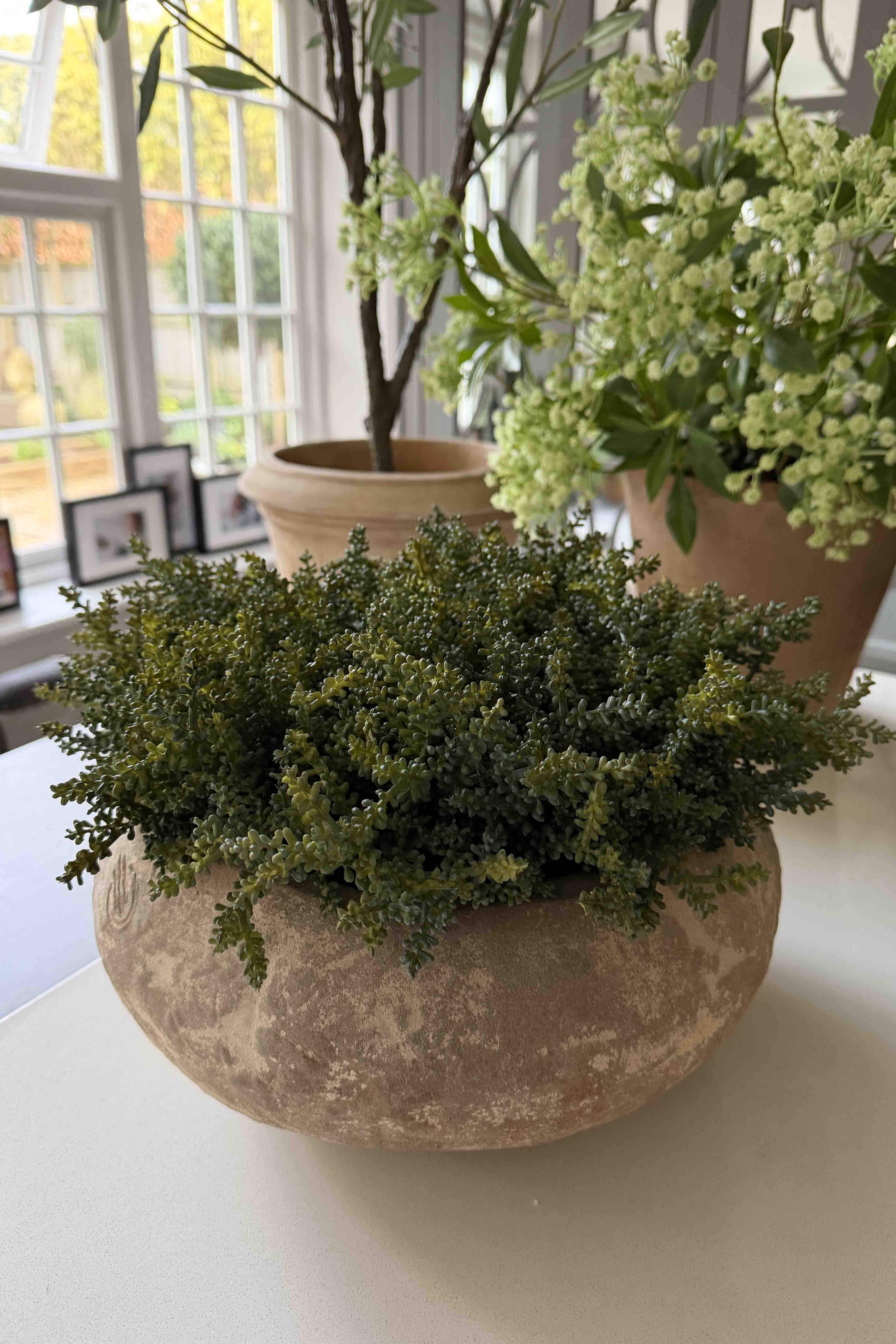 Mini Plant in a Terracotta Bowl RTfact Flowers 
