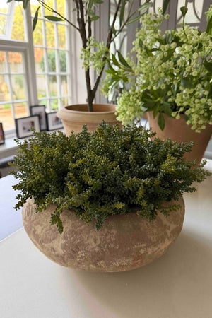 Mini Plant in a Terracotta Bowl RTfact Flowers 