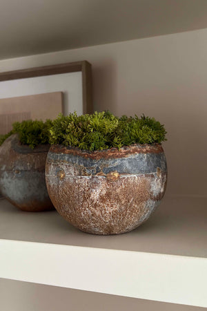 Curly Moss in a Rustic Bowl RTfact Flowers 