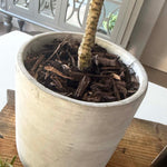 Olive Tree in a Grey Stone Pot RTfact Flowers 