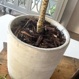 Olive Tree in a Grey Stone Pot RTfact Flowers 