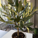 Olive Tree in a Grey Stone Pot RTfact Flowers 