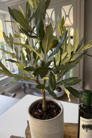 Olive Tree in a Grey Stone Pot RTfact Flowers 