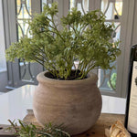Parsley in a Terracotta Pot RTfact Flowers 