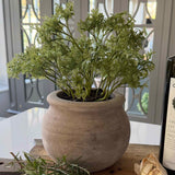 Parsley in a Terracotta Pot RTfact Flowers 