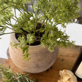 Parsley in a Terracotta Pot RTfact Flowers 
