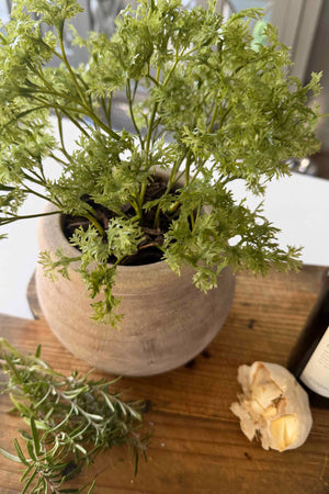 Parsley in a Terracotta Pot RTfact Flowers 