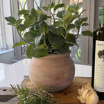 Mint in a Terracotta Pot RTfact Flowers 