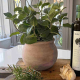 Mint in a Terracotta Pot RTfact Flowers 