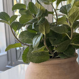 Mint in a Terracotta Pot RTfact Flowers 