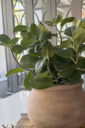 Mint in a Terracotta Pot RTfact Flowers 