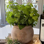 Basil in a Terracotta Pot RTfact Flowers 