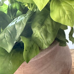 Basil in a Terracotta Pot RTfact Flowers 