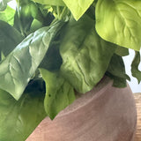 Basil in a Terracotta Pot RTfact Flowers 