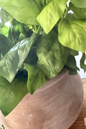 Basil in a Terracotta Pot RTfact Flowers 
