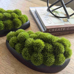 Dianthus in a Black Dish RTfact Flowers 