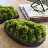 Dianthus in a Black Dish RTfact Flowers 